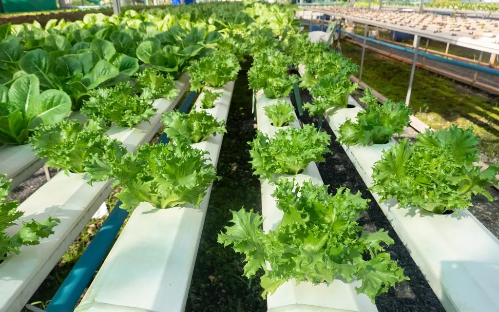 Agriculture in the UAE: How Farming Thrives in the Desert Heat (2025 Guide)