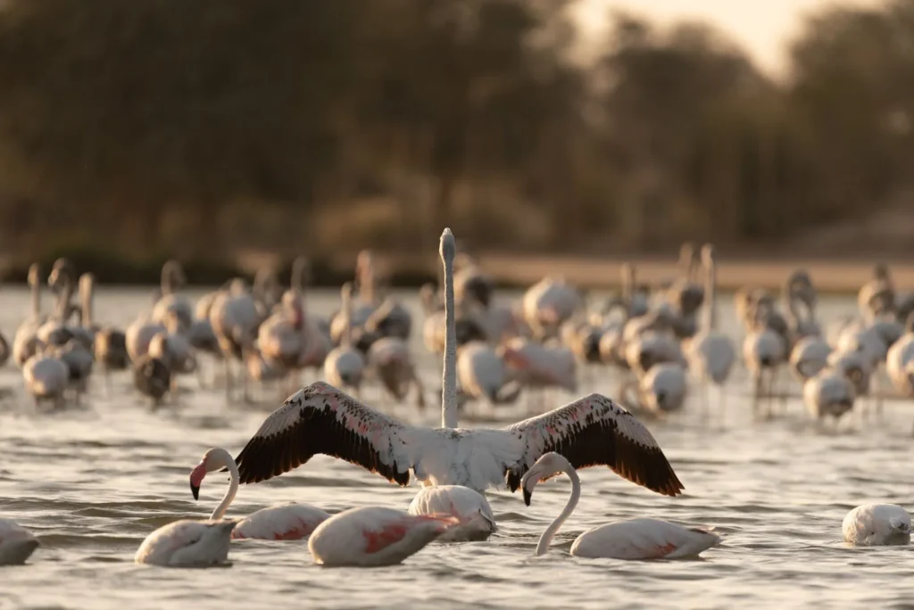 Birdwatching in the UAE: Discover the Hidden Treasures of the Nation’s Wetlands