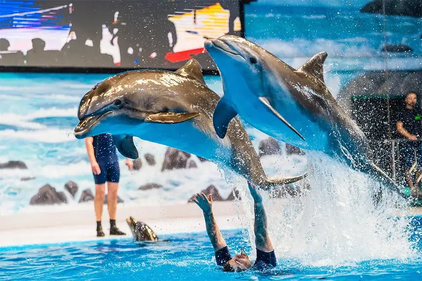 Exciting SeaWorld Dolphin Run: Dolphin Series 2025 in Abu Dhabi This September
