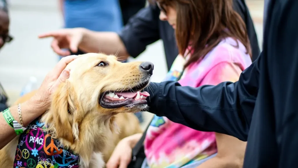 Woofstock UAE 2025 – Ultimate Dog-Friendly Festival at Dubai Islands Beach (22-23 November)